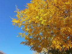 -北京西山国家森林公园