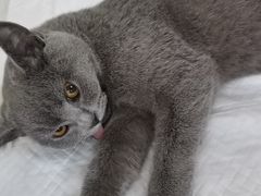 -A猫a狗全科·犬猫异宠·芥西宠物医院(南开总院)
