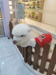 -Moni星球萌宠·小马宝莉·灵蛇·高端高阶全萌宠互动体验俱乐部(红豆国际广场店)