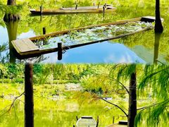 -深圳仙湖植物园