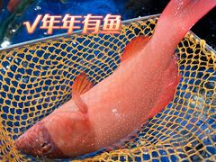 -盒马鲜生(解百新元华店)