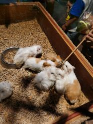 -酷嗒动物文化乐园(cutezoo西溪乐天城店)