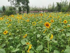 -洪湖家庭农场·团建·露营·会议