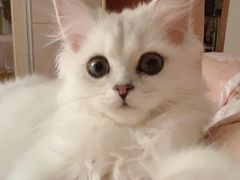 -猫大福·Fortune Cat猫舍(百子湾店)