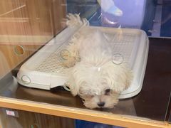 -FAELING PETS美天灵宠物(富力广场店)