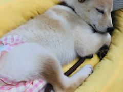 -逗柴咖啡屋·狗咖猫咖宠物桌游