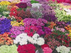 -双季花艺园艺市场(浦东店)