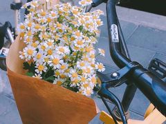 -溪岸路花鸟市场
