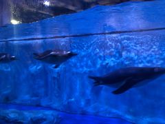 -芜湖新华联大白鲸海洋公园