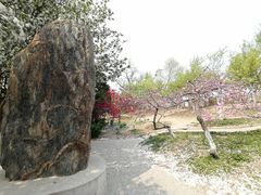 -桃花堤公园