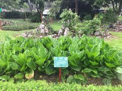 -广西壮族自治区药用植物园