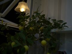 -BIGHEAD大头家咖啡馆(蛇口店)