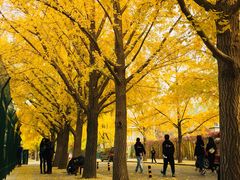 -三里屯东五街银杏大道
