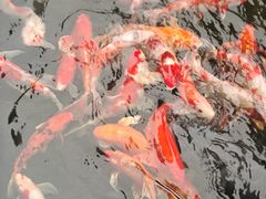 -顺德渔村·岭南一号