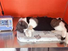 -瑞派福兴宠物医院犬猫全科·骨科·中西医结合(河东店)