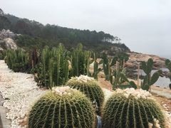 -广东惠东海龟国家级自然保护区