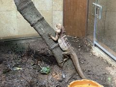 -帕帕拉兹宠物(亚洲旗舰店)