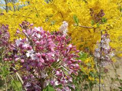 -大兴滨河森林公园