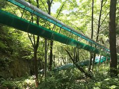 -王顺山国家森林公园