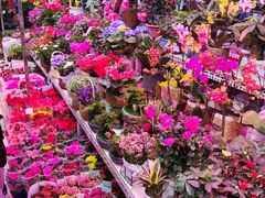 -花鸟鱼虫鲜花绿植市场(玉泉路店)