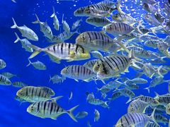 -成都浩海立方海洋公园