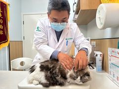 -瑞派长江宠物医院·猫科·外科·24小时夜护(谊城公寓分院)