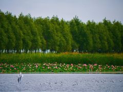 -呼兰河口湿地公园