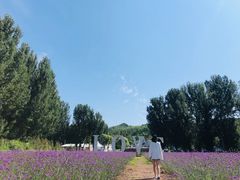 -紫海香堤香草艺术庄园