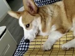 -翊宠yipet猫狗购宠庄园犬舍•猫舍