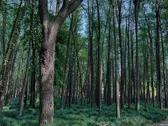 -上海共青森林公园