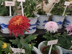 -杭州植物园