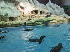 -帝企鹅自助餐厅•儿童岛•真企鹅(长隆企鹅酒店)