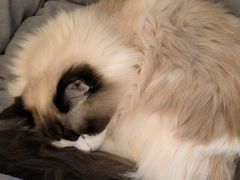 -滚猫咖啡·猫咖·猫友好撸猫(未来城店)