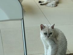 -怪兽屋·羊驼·猫咖·狗咖(俊华广场店)
