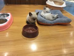 -龟与熊猫宠物公园(南坪店)