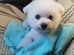 -爱诺动物医院(崂山店)