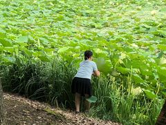 -荷塘月色湿地公园·向阳花洲