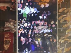 -好彩猪肚鸡(正弘城店)