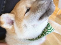 -柴犬小屋·柴餐厅·狗咖食堂(金鼎广场店)