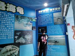 -广东惠东海龟国家级自然保护区