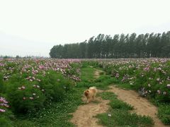 android_upload_pic-蒲河岛湿地公园
