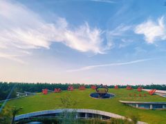 -合肥滨湖国家森林公园