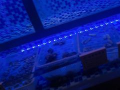 -来哥菜馆·大厨烹小鲜