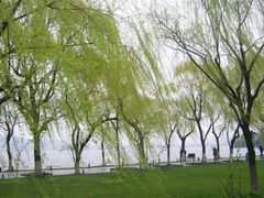 -柳浪闻莺公园