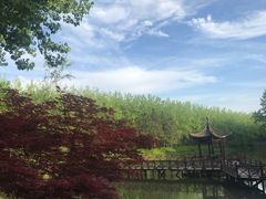 -合肥滨湖国家森林公园