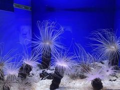 -上海海洋水族馆