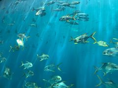 -瑞德姆美人鱼海底演艺主题餐厅(亚龙湾店)