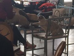 大堂-共舞时光猫咖·狗咖(新街口店)