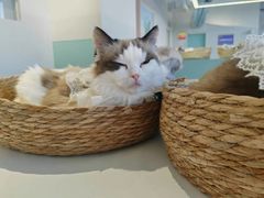 -怪兽屋·羊驼·猫咖·狗咖(俊华广场店)