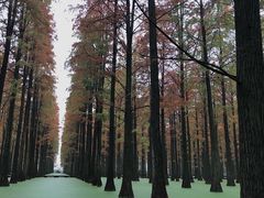 -渌洋湖湿地公园